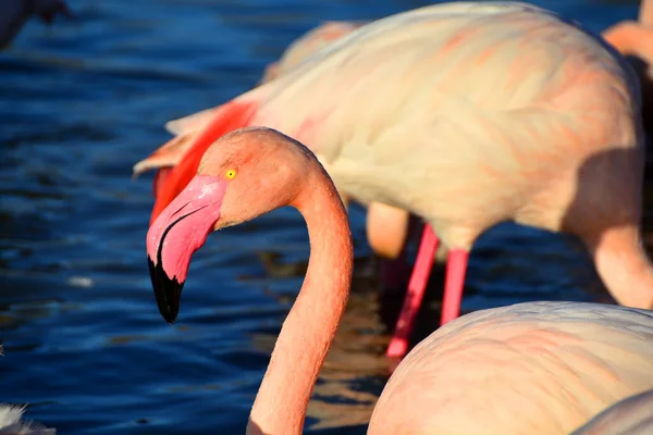 Flamingo Svým Zářivým Včelí Žlutým Okem — Stock fotografie