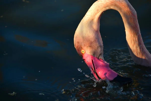 Flamingo Füttert Und Sprüht Wassertropfen Herum — Stockfoto