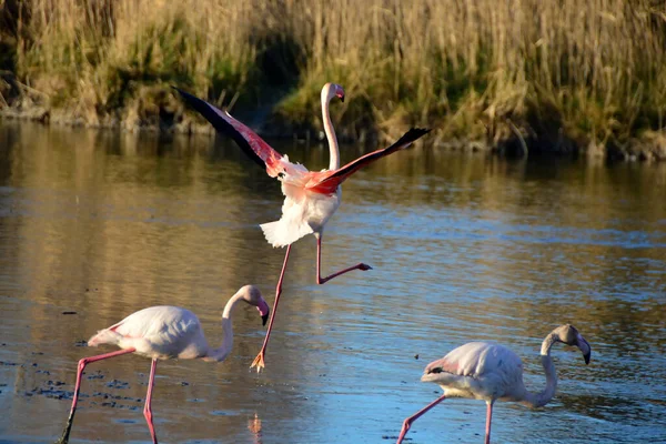 Greater Flamingo Běží Vodě — Stock fotografie