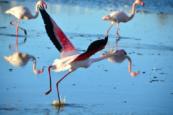 Flamant Rose Coulant Sur Eau — Photo