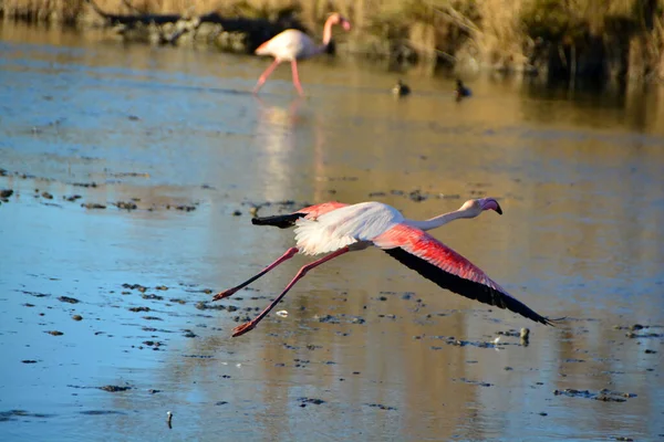 Een Grote Flamingo Die Een Lagune Vliegt — Stockfoto