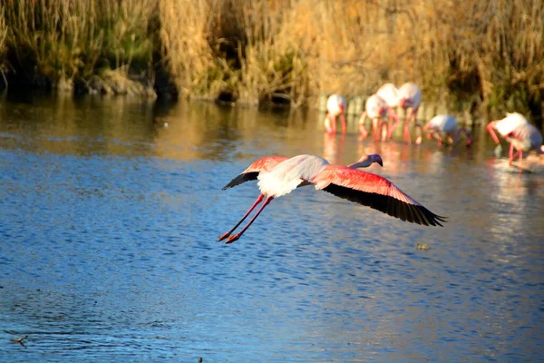 Een Grote Flamingo Die Een Lagune Vliegt — Stockfoto