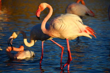 Daha büyük bir flamingo Görkemli pembe bir gölde