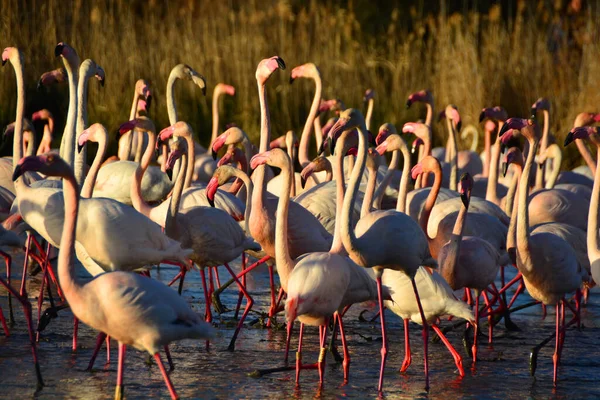 Hejno Flamingos Brodící Laguně — Stock fotografie