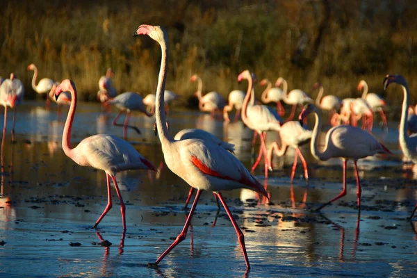 Greater Flamingo Stridiing Its Head Held High — Stock fotografie