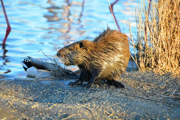 Egy Coypu Egy Lagúnától — Stock Fotó