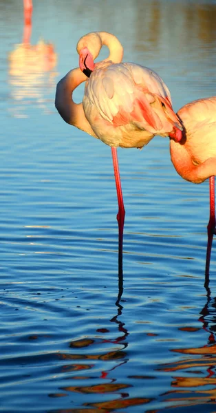 A Flamingo resting on one leg