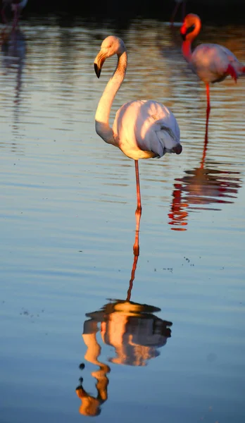 Flamant Rose Reposant Sur Une Jambe Préparant Sommeil — Photo