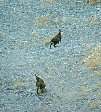 Dik bir dağ yamacından aşağı atlayan iki güderi.