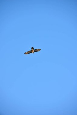 Avrupalı sakallı bir akbaba tepemizde daireler çiziyor.