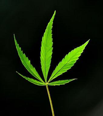 Kenevir bitki yakın çekim