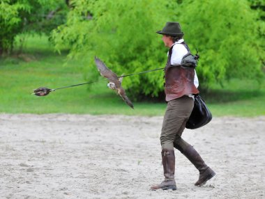 Peregrine falcon için bir yem Falconer salıncaklar