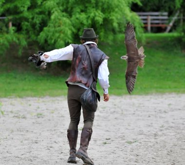 Falconer swings a lure for a Peregrine