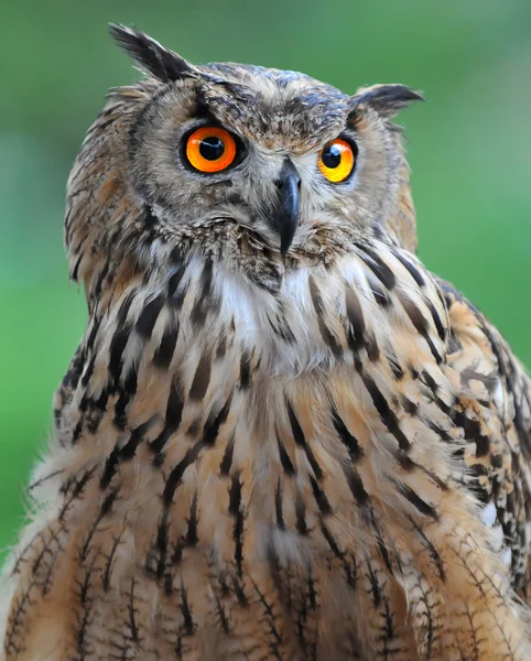 Eagle Owl — Stockfoto
