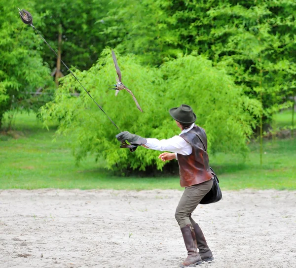 Falconer balancea un señuelo para un halcón Peregrino — Foto de Stock