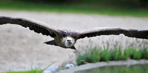 Apertura alare di un avvoltoio che vola basso sopra la terra . — Foto Stock