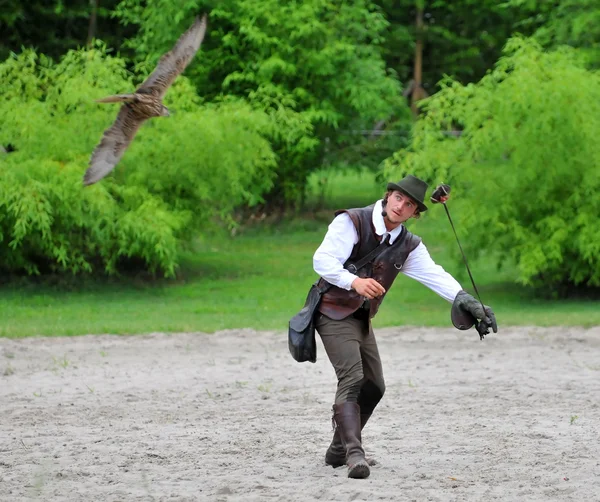 Falconer balança uma isca para um falcão Peregrino — Fotografia de Stock