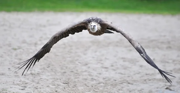 Wings of a wingspan of a vulture — Φωτογραφία Αρχείου