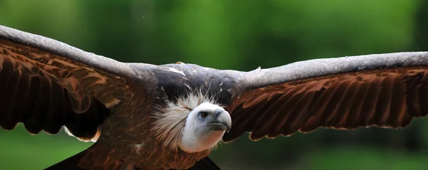 Close up of a vulture flying — Zdjęcie stockowe