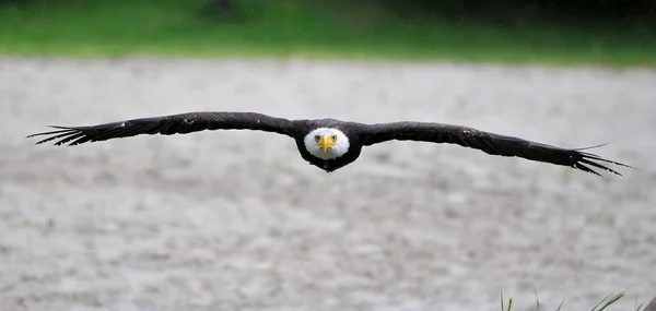 Bald Eagle Visa — Stockfoto