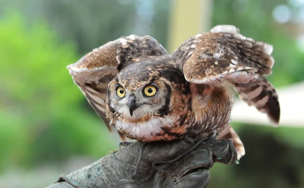 Uil opstijgen, een gevlekte uil — Stockfoto