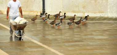 a flock of ducks on a street