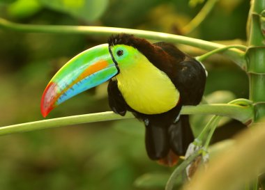 Tropikal gökkuşağı toucan