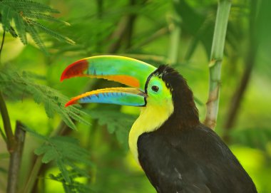 Tropikal gökkuşağı toucan