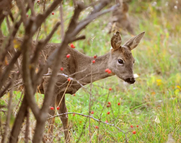 Uma fêmea corça veado i natureza — Fotografia de Stock