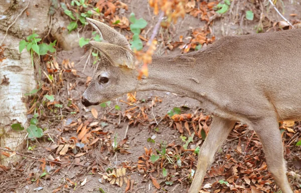 Young male roe deer — Stock Photo, Image