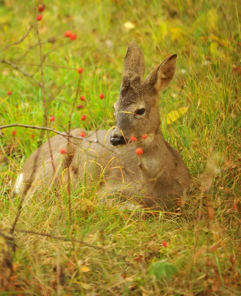 Un faon mâle jeune et sauvage — Photo