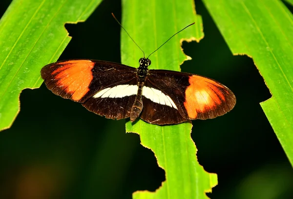 Listonosz motyl z bliska — Zdjęcie stockowe