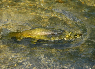 Balıkçılık (trutta marmorata fly)