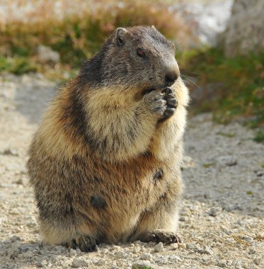 A European marmot view clipart