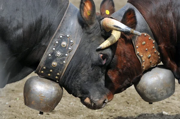 Zwei kämpfende Kühe — Stockfoto