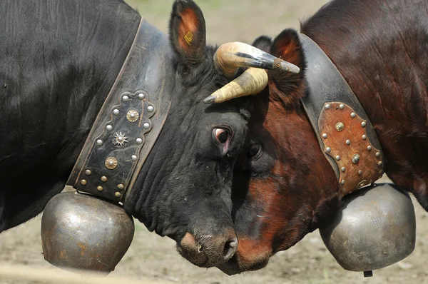 Clash of Heads — Stock Photo, Image