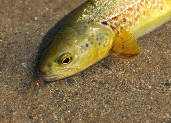 Slicc halászat-(trutta marmorata) — Stock Fotó