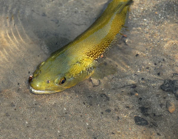 Fliegenfischen (trutta marmorata)) — Stockfoto