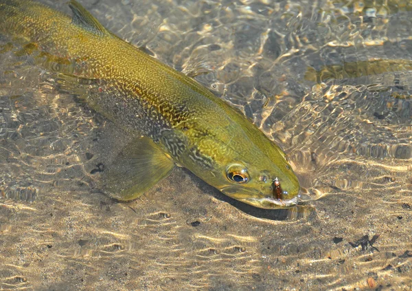 Pesca a mosca (trutta marmorata ) — Foto Stock