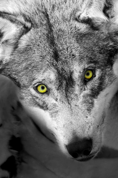 Stare of the wild wolf — Stockfoto