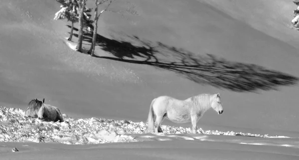 Kar beyaz at — Stok fotoğraf