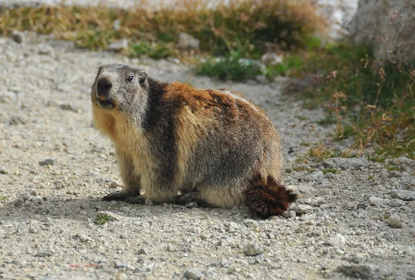 A European marmot view — Stock Photo, Image
