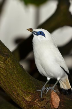 Bali starling (leucopsar rothschildi)