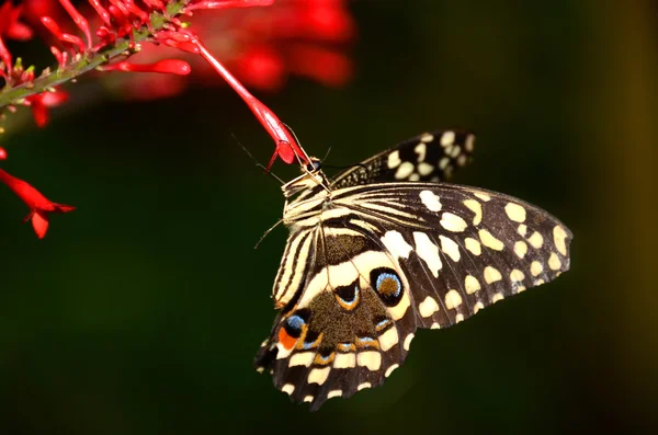 Cytrusowych Swallowtail z bliska — Zdjęcie stockowe