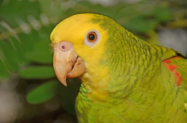 Gros plan sur le perroquet à tête jaune — Photo