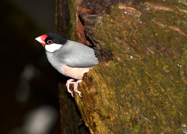 Προκύπτουν από μια τρύπα Finch Java — Φωτογραφία Αρχείου