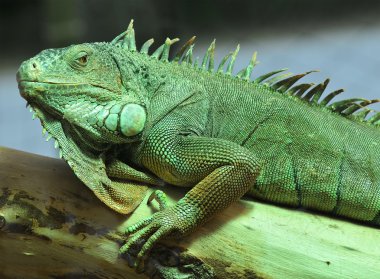 dinlenme yeşil iguana