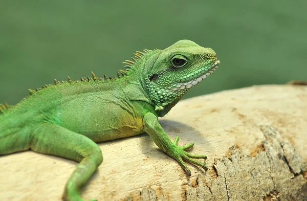 イグアナ (physignatus coccincinus) — ストック写真