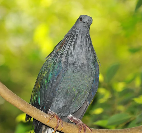 The colourfulful nicobar pigeon — Stock Photo, Image