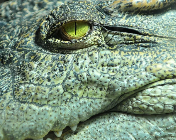 The pitiless eye of a crocodile — Stock Photo, Image